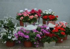 A few years ago, Brandkamp started with the breeding of pelargoniums, now, they have about 10 zonale varieties and 8 peltatum varieties. At this years FlowerTrials, they introduced three new varieties.